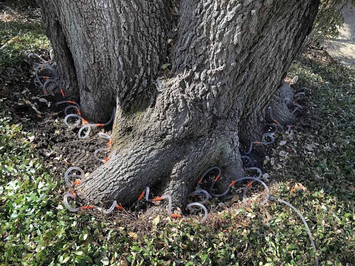 Detailed Tree Cabling and Bracing job site in Donnybrook