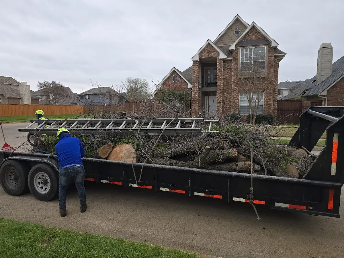 Expert Tree Fertilization with proper safety equipment in Donnybrook